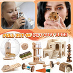 Sonwyoung complete hamster habitat starter kit arranged inside a spacious animal enclosure.