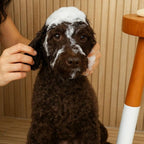 Petsmont non toxic sulfate free cat and dog shampoo packaging