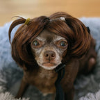 Dog Wig Pet Costumes, Cat Costume Synthetic Accessories Small Dog Headwear for Halloween Christmas Eve Festival Party Decor, Head Wear Apparel Toy (A) - Image 9