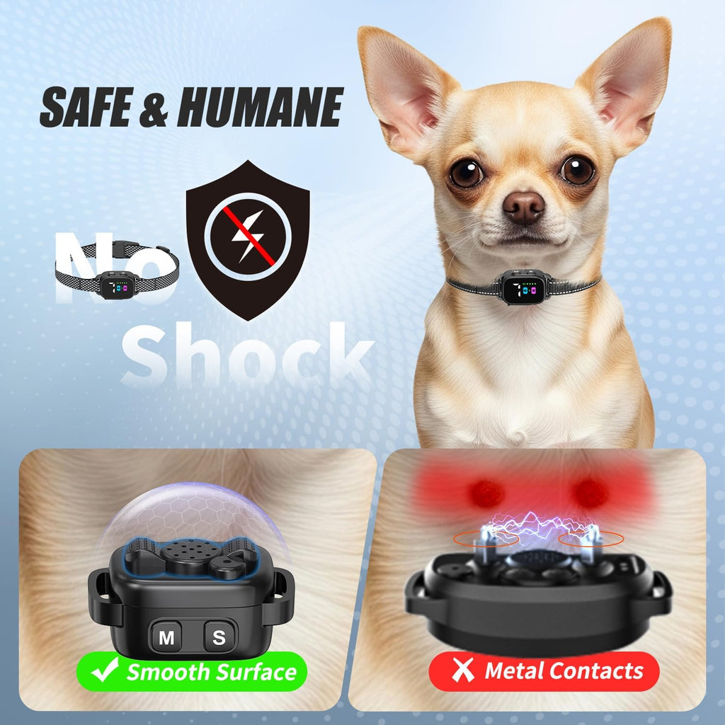 Small dog wearing Yjwfhpu humane vibration bark collar