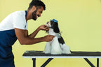 Andis professional pet dematting tool for dogs and cats highlighting premium steel design
