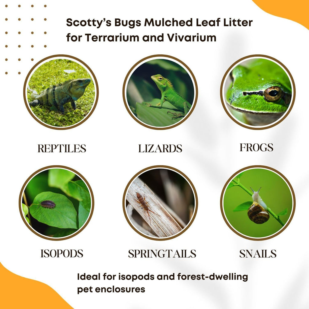 Scottys Bugs natural sterilized leaf litter blend in a glass bowl