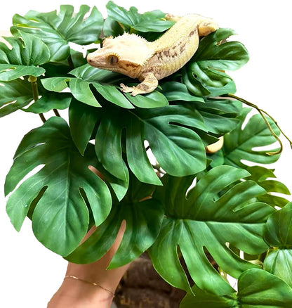 Installation guide for Woyrise reptile plants suction cups