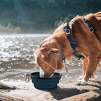 COOYOO foldable silicone pet feeding watering bowl set collapsed flat for travel.