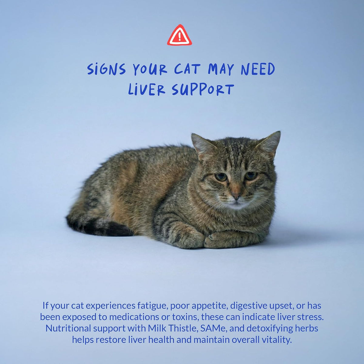 Natural flavor milk thistle supplement for cats easily mixed with food close up view