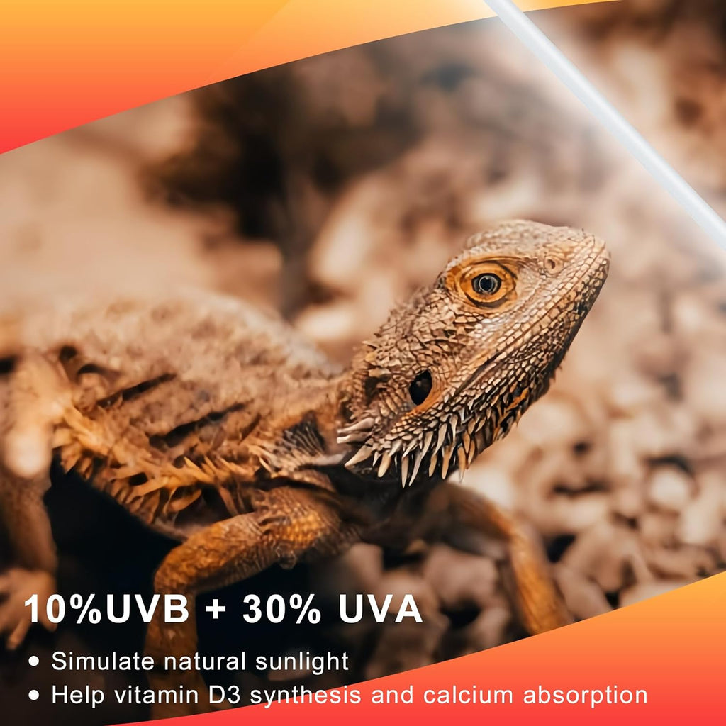 Bearded dragon basking under desert reptile lighting