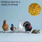 Zenithworks natural protein supplement for ducks and chickens