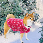 Imported Rbenxia pet clothing set for small puppies and cats.