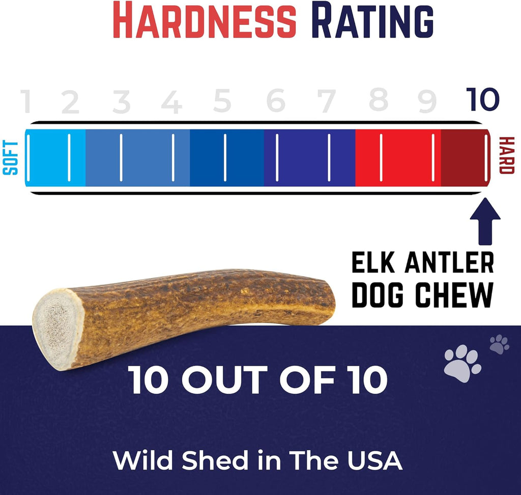 Grade A naturally shed Rocky Mountain elk antler showing smoothed sanded edges for safety