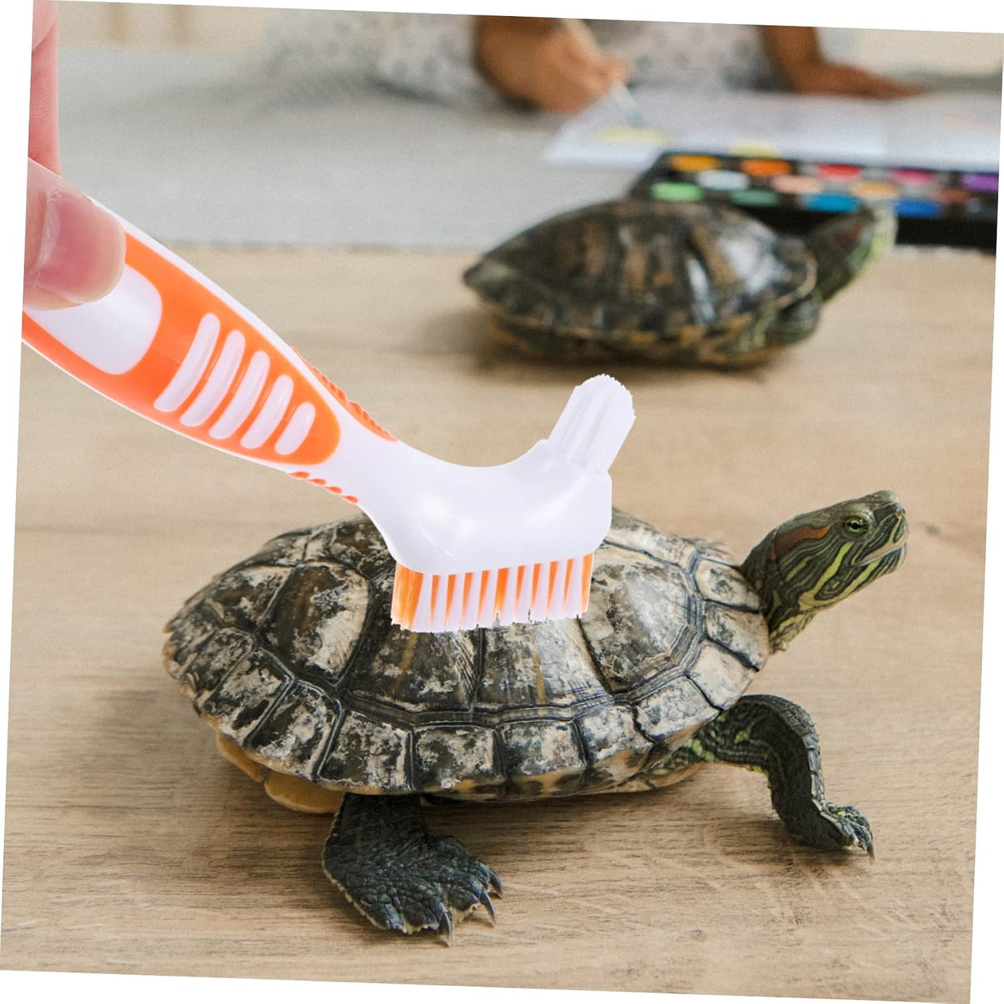USA imported BCOATH reptile grooming brush packaging and contents view