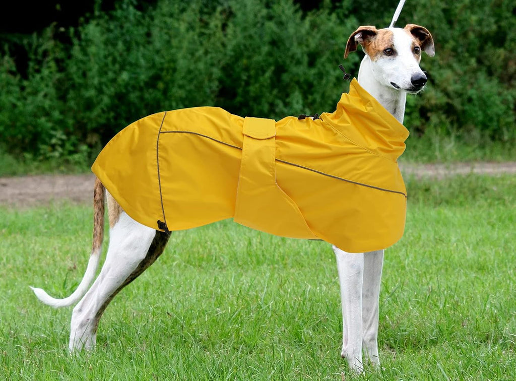 Morezi premium pet rain poncho showing the contoured side profile fit on a sighthound.