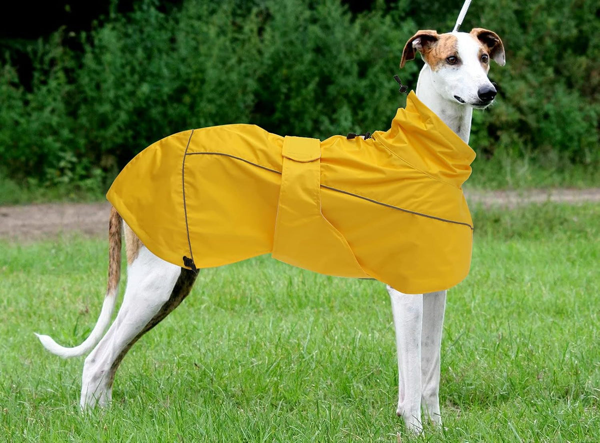 Morezi premium pet rain poncho showing the contoured side profile fit on a sighthound.