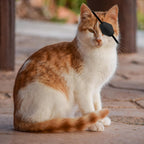 Pack of two black protective cat eye covers with adjustable straps for post-surgery healing.