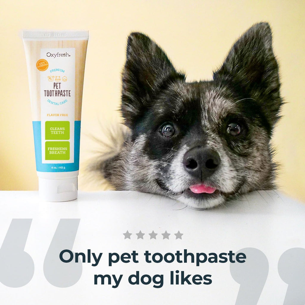 Veterinarian-approved dental gel for cats and dogs