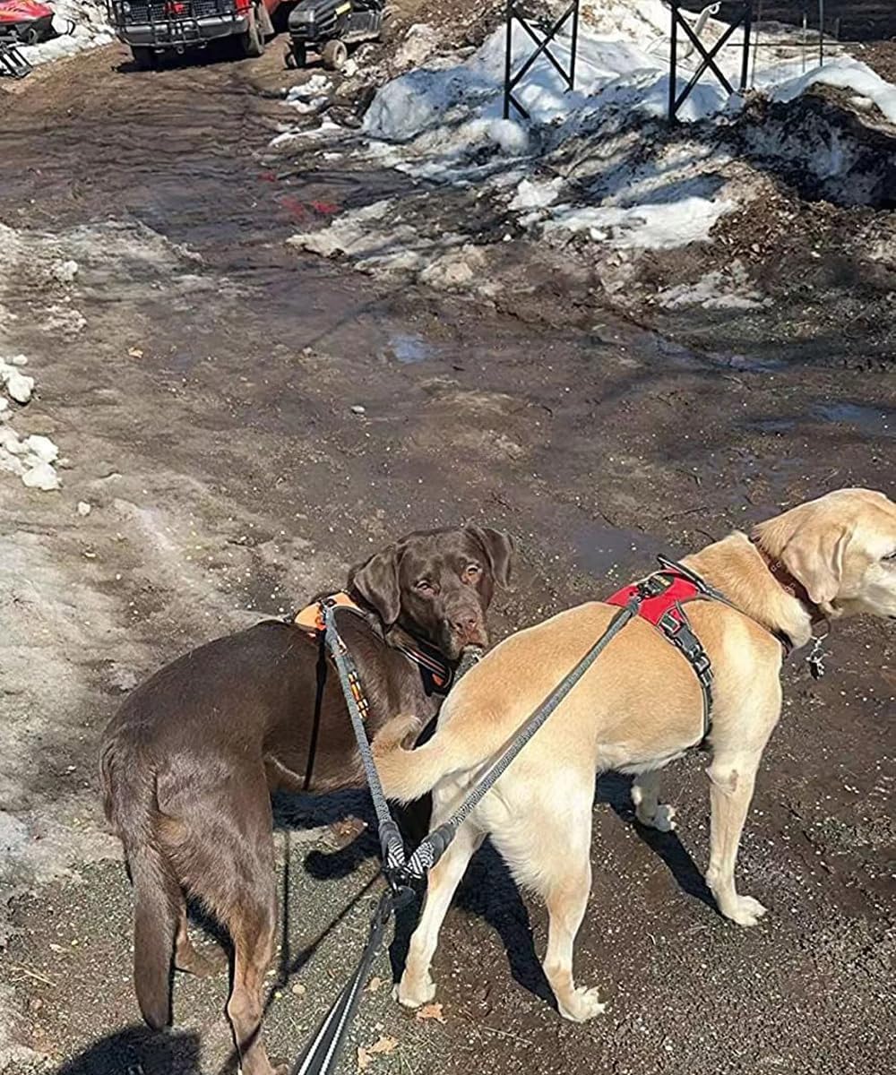 Heavy duty two dog lead attachment showing strong dual alloy steel hooks