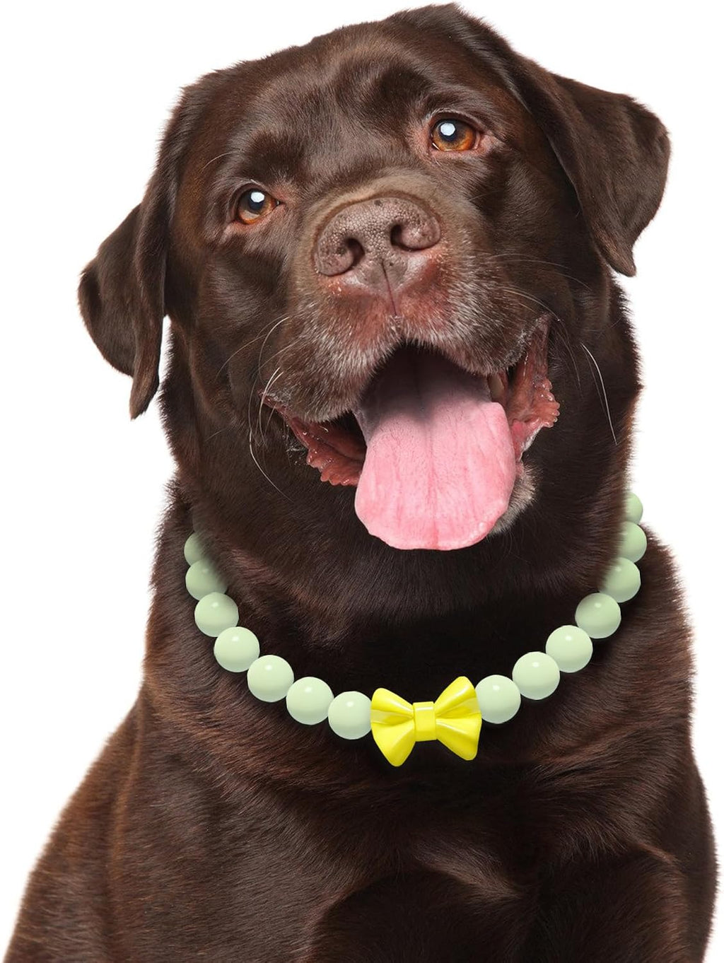 Premium imported handmade pet necklace package view for Indian pet owners