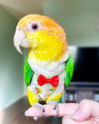 Bird Diapers 2 Pack, Large Parrot Clothes, Cute Fight Suite for Parakeets - Image 6
