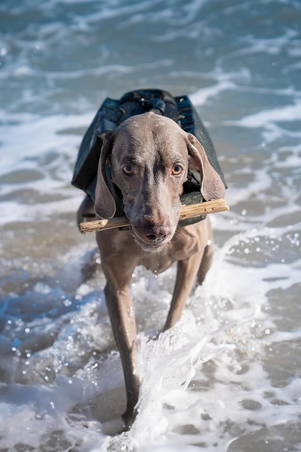 Noah And Paw heavy duty quick release buckles on canine life vest