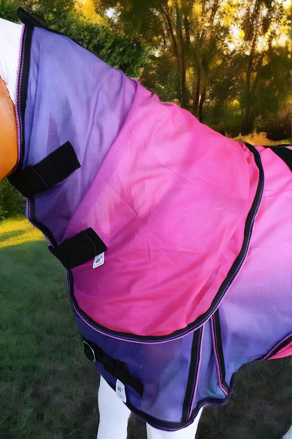 Challenger 40 inch weanling donkey pony blanket showing stainless steel buckles