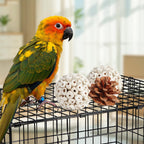 Bird enrichment box featuring seagrass and wicker balls