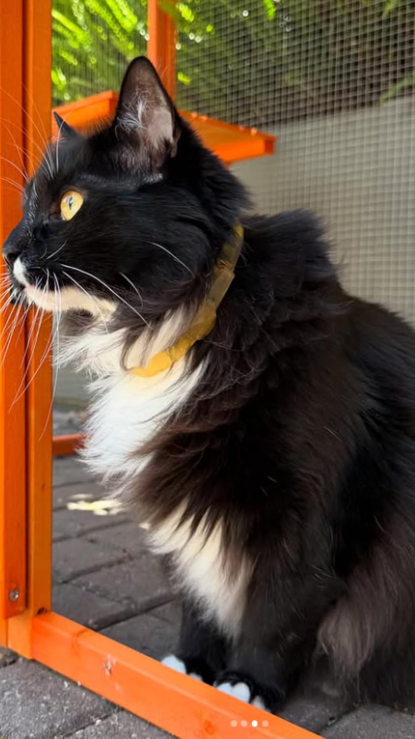 Close up of Alzoo botanical flea repellent collar for cats