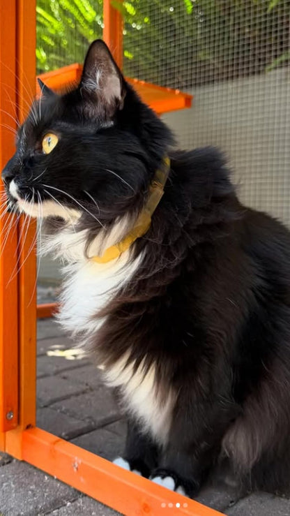 Close up of Alzoo botanical flea repellent collar for cats
