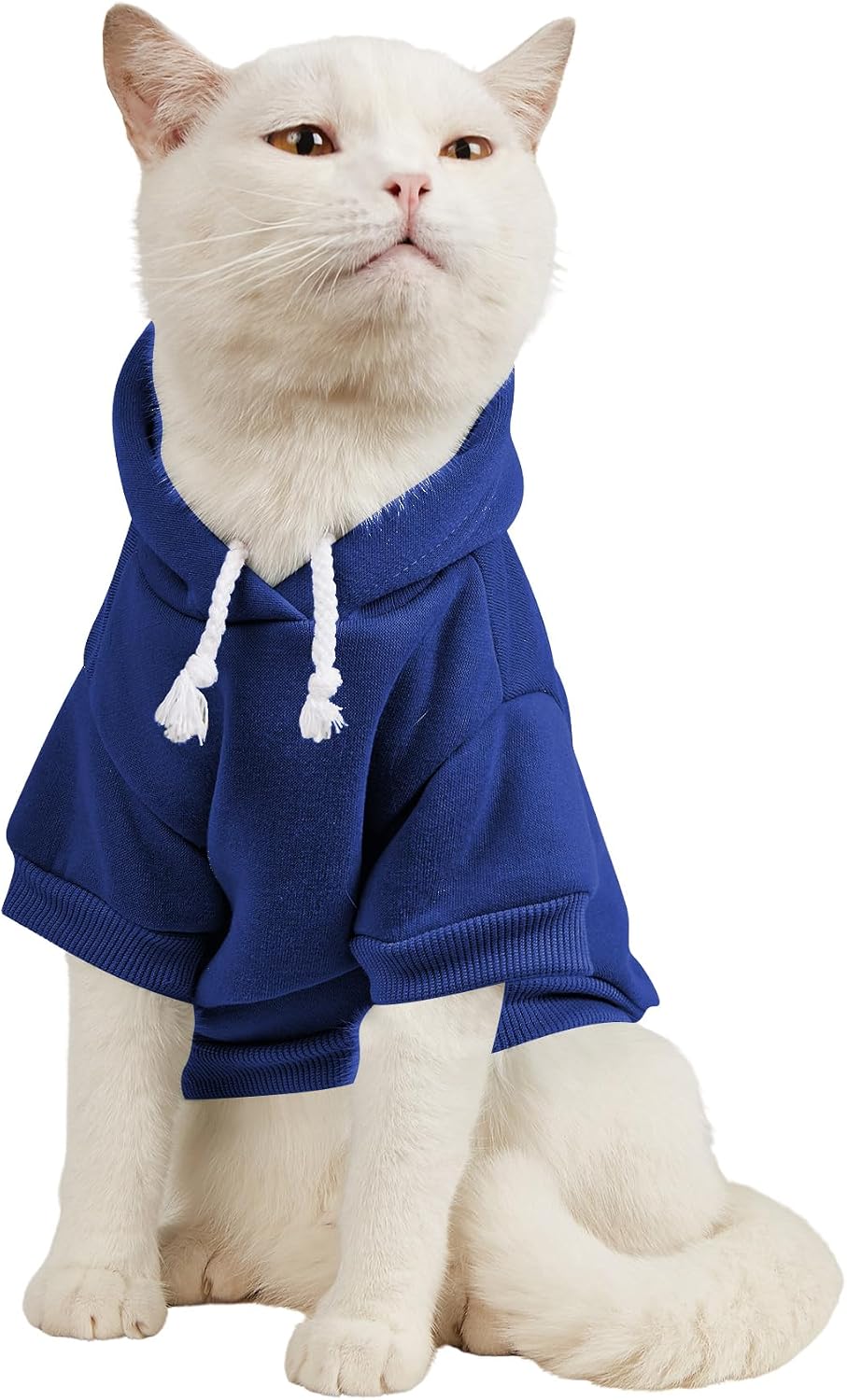 Chihuahua puppy wearing a cozy cadet blue winter pet hoodie