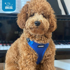 Voyager Step-in Pet Harness - All Weather Mesh, Adjustable Step in Harness for Cats and Dogs by Best Pet Supplies - Black, S - Image 9