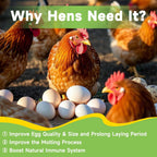 High calcium poultry treat for layer hens and ducks