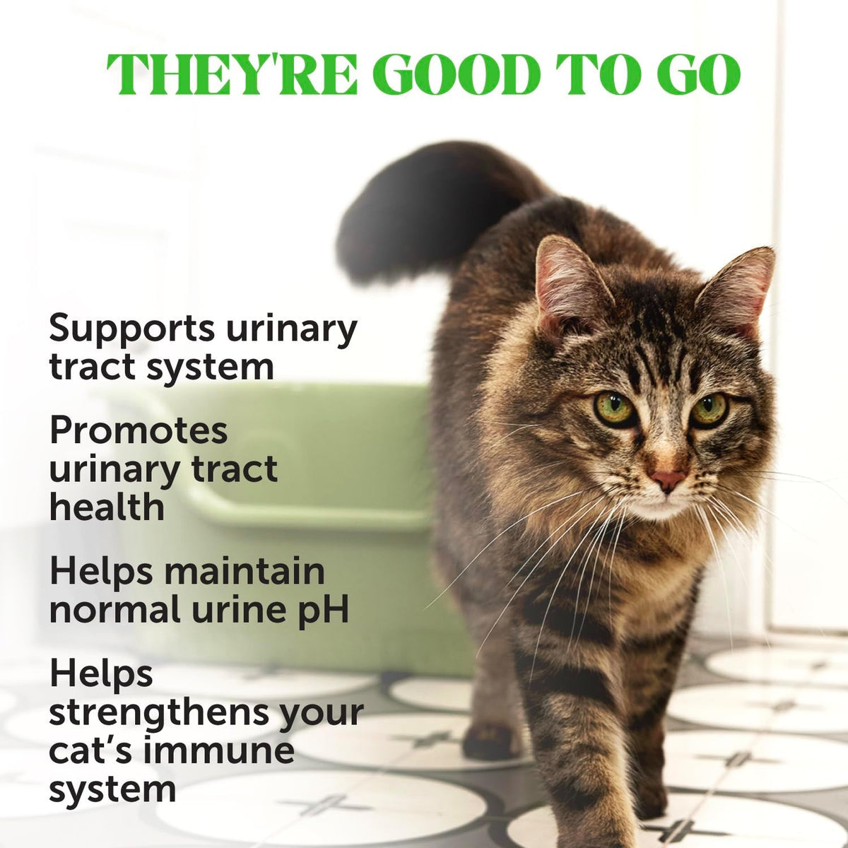 Close up of Pet Honesty cat supplement texture