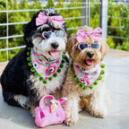 Haute Diggity Dog Barkin Bag toy next to a small breed dog