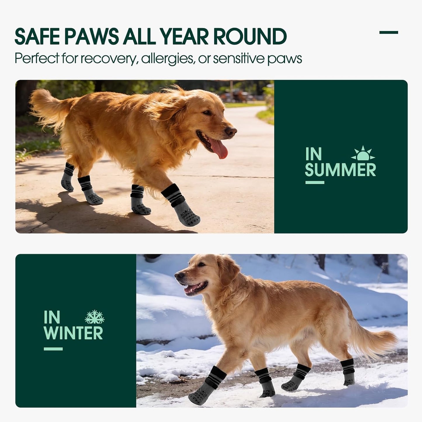 Senior dog walking comfortably on hardwood floor wearing socks.
