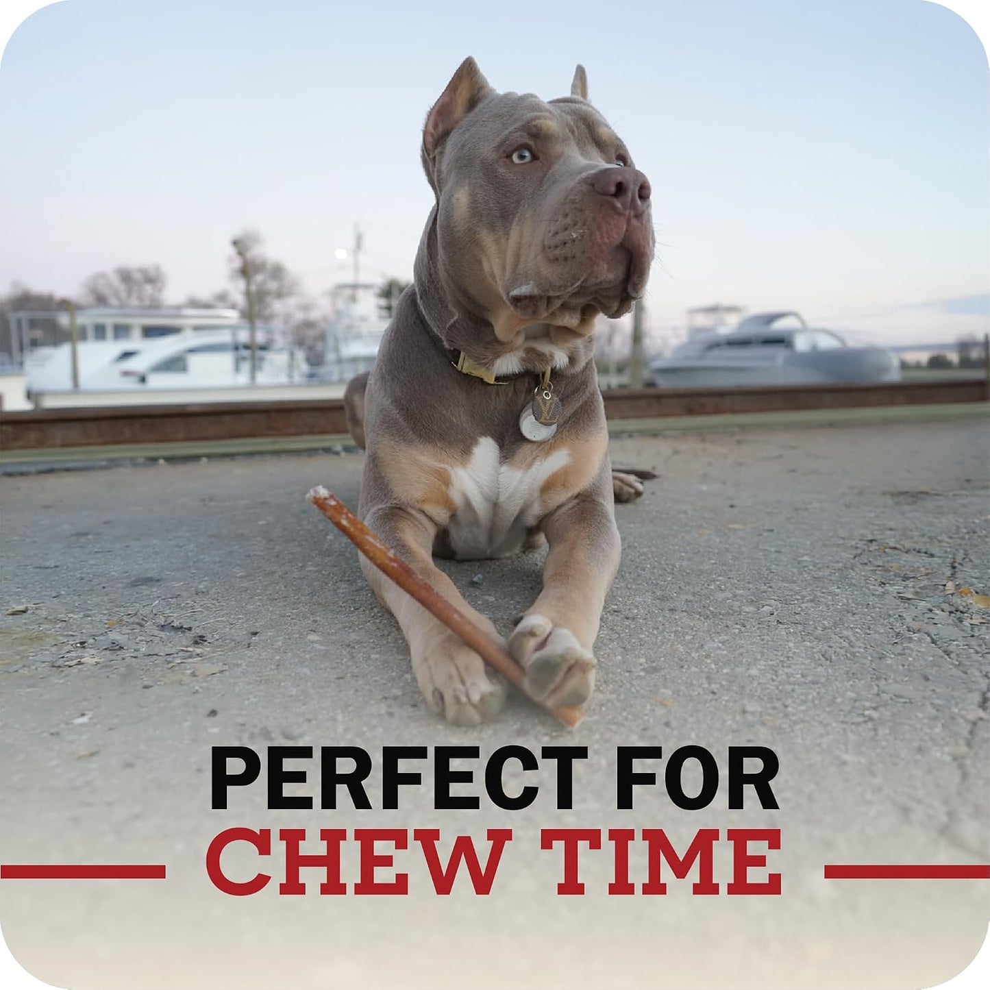 Healthy long lasting digestible dog treat bag back labels