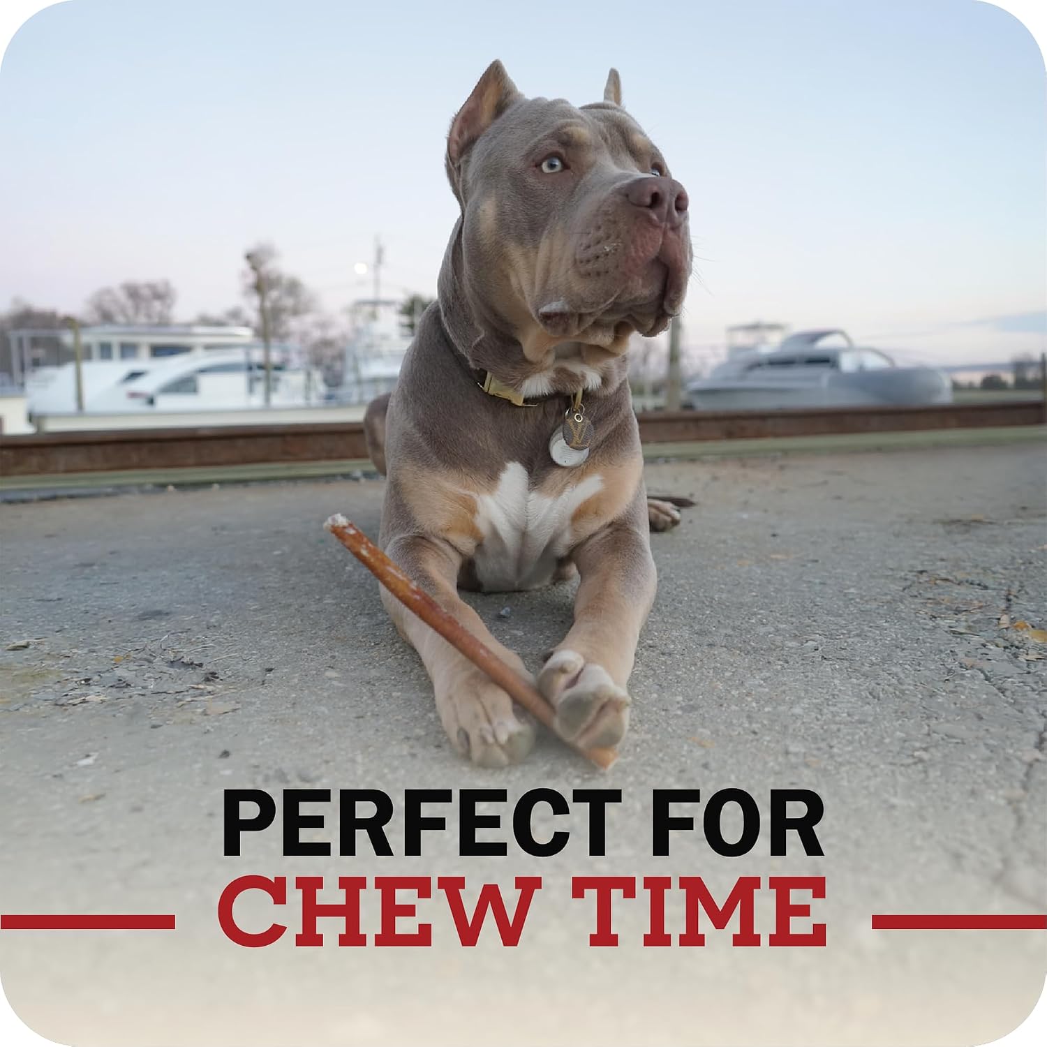 Healthy long lasting digestible dog treat bag back labels