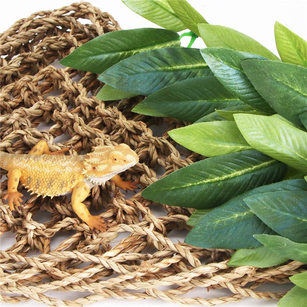 Close up of soft silk leaves on SLSON reptile plant