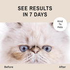 Natural tear stain remover for white and light colored cats close up