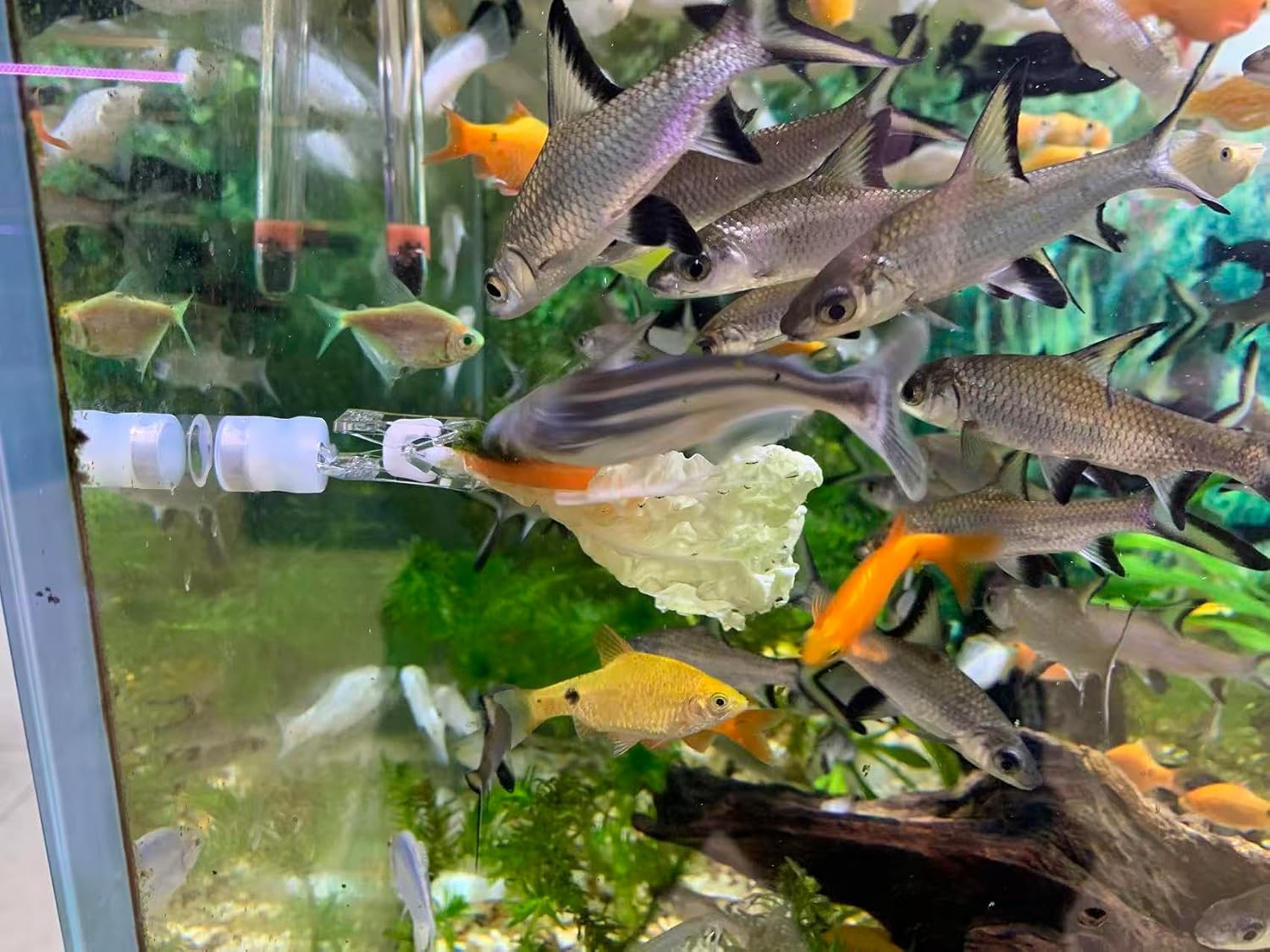 NestBasics waterproof magnetic seaweed fish feeding clip front view holding green nori sheet inside a clean saltwater aquarium