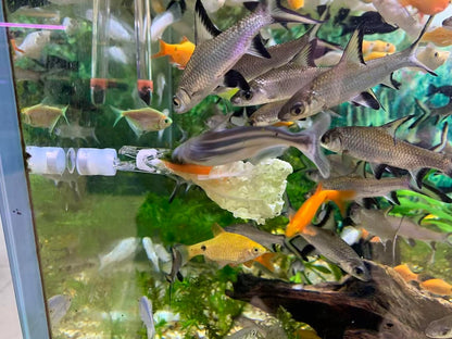 NestBasics waterproof magnetic seaweed fish feeding clip front view holding green nori sheet inside a clean saltwater aquarium