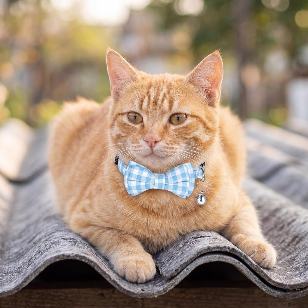 Two pieces of the premium imported boy cat collar set displayed on a clean background.
