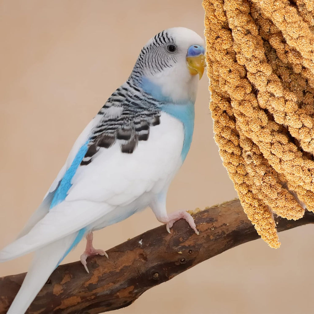 Hand holding sun-dried spray millet treat for pet birds