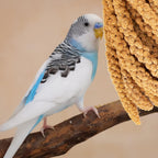 Hand holding sun-dried spray millet treat for pet birds
