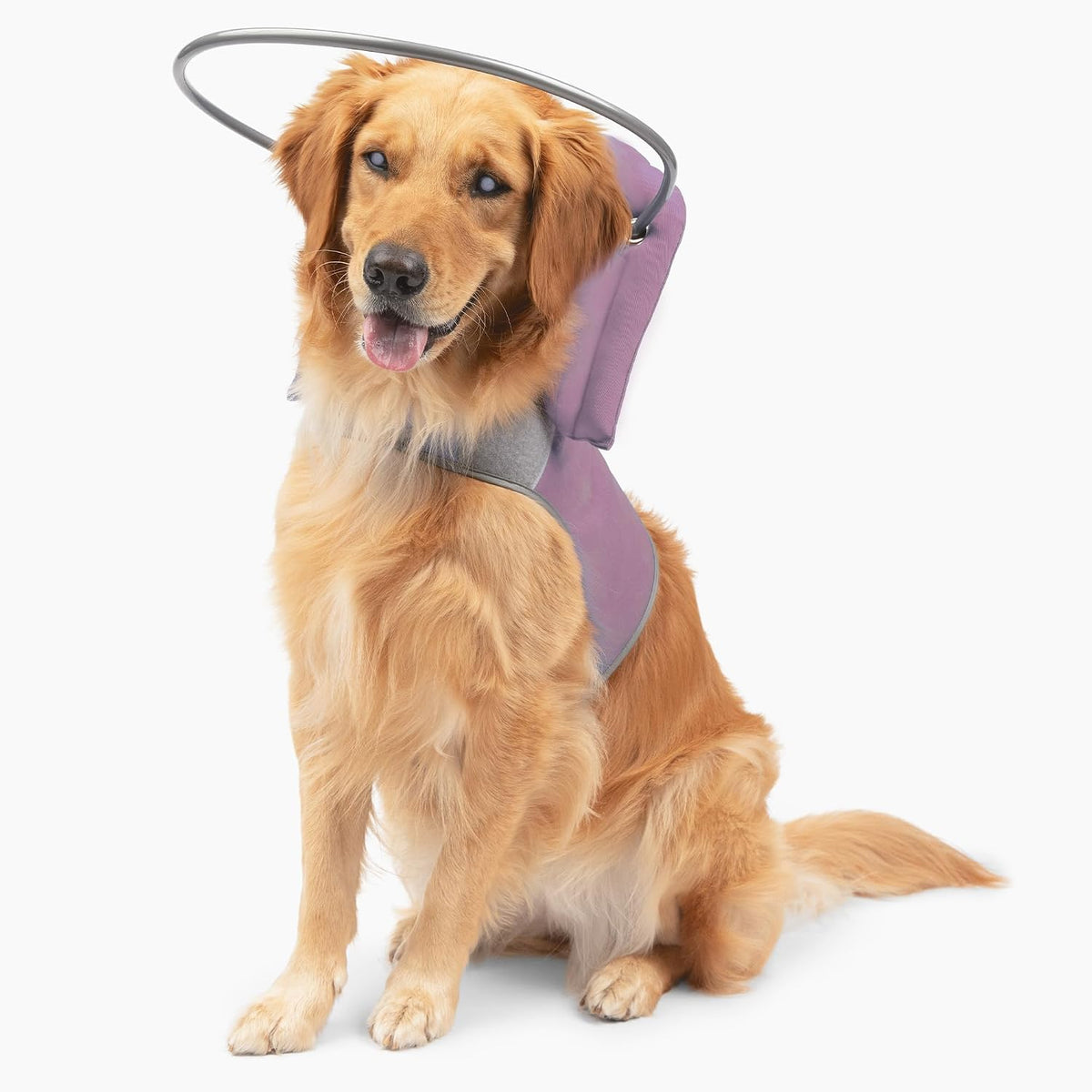 Muffin's Halo(R) - The Original Blind Dog Halo | Harness & Bumper Collar Accessory for Safe Navigation & Confidence - Blue, Size 5 - Image 10