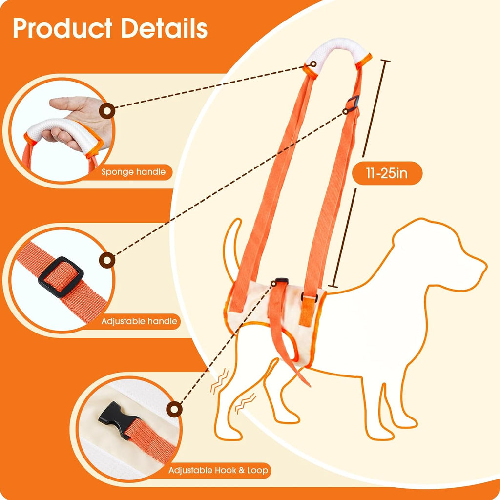 Small dog wearing Allroaring rear leg support