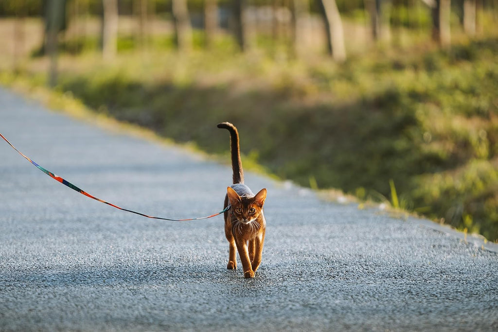 Detailed view of Pidan medium size cat harness strap adjustments