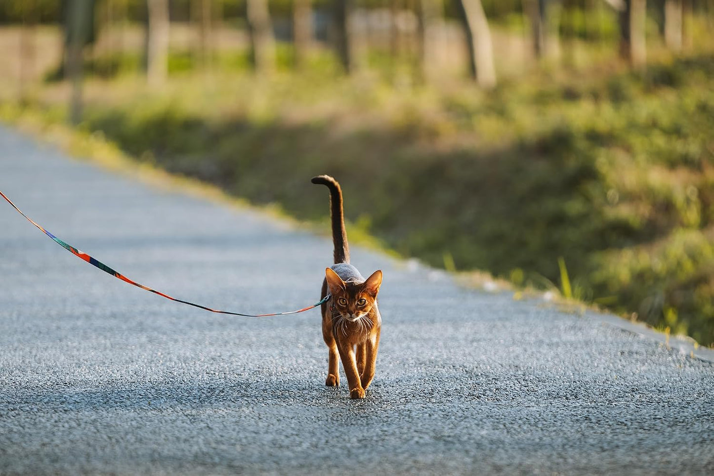 Size reference showing Pidan grey harness on a cat