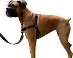 ShawnCo Dream Walk No-Pull Dog Harness- Adjustable, Comfortable, Easy to Use Pet Halter to Help Stop Pulling for Small, Medium and Large Dogs (Oceanic Blue, L) - Image 14