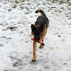 Bone shaped plush toy included in Jalousie 5 pack