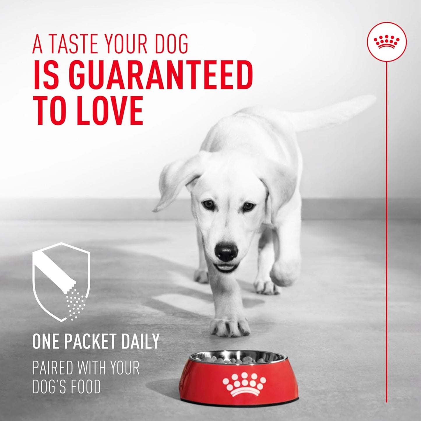 Daily veterinary formula probiotic powder for healthy canine stool quality
