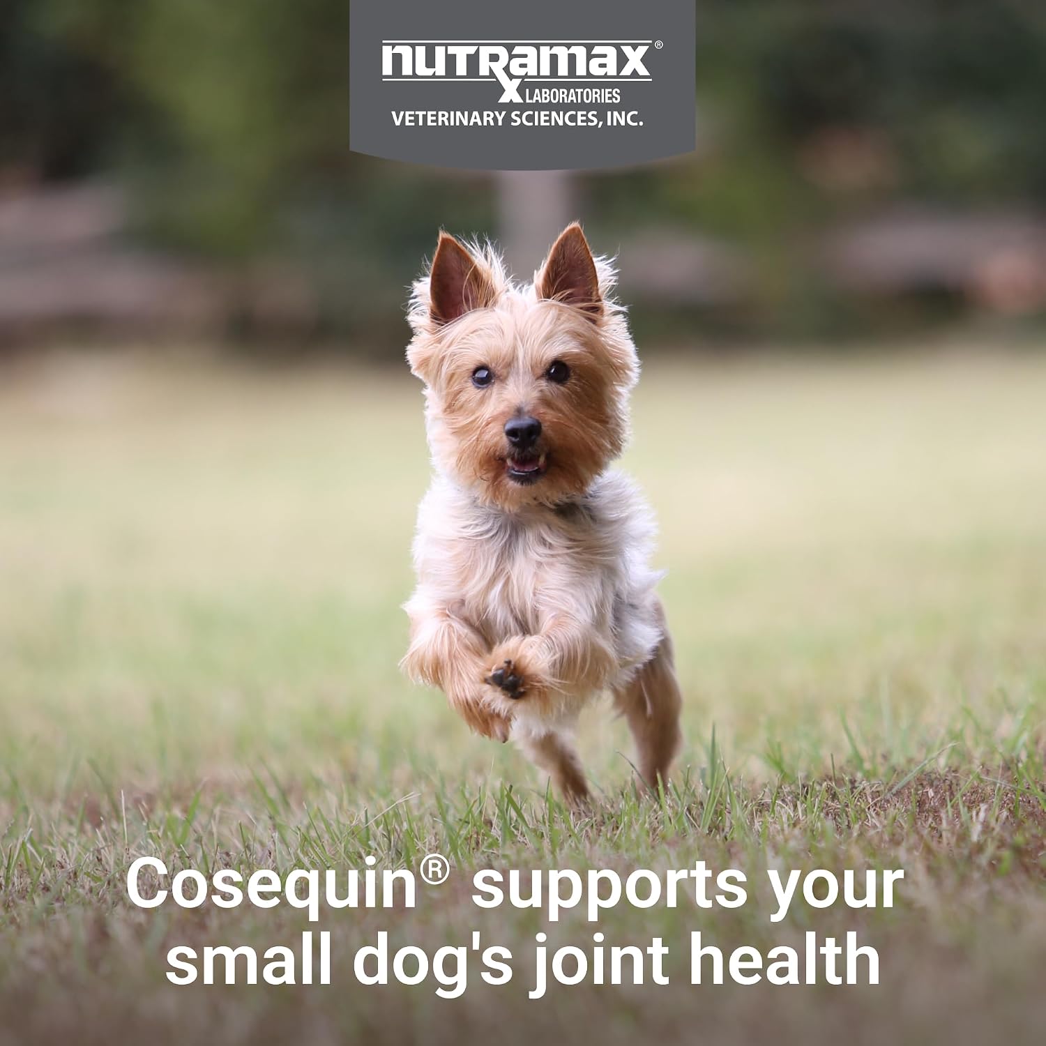 Nutramax Laboratories small dog mobility chews with glucosamine and chondroitin side label