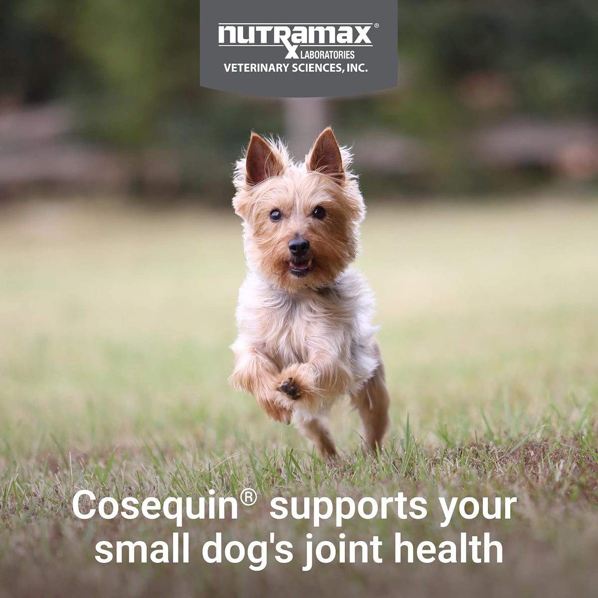 Nutramax Laboratories small dog mobility chews with glucosamine and chondroitin side label